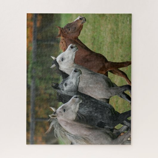 Bob Langrish | Vier arabische Pferde - Headshot Puzzle (Vertikal)