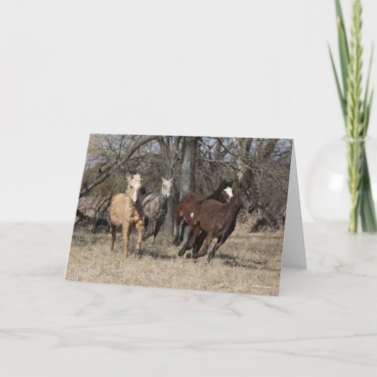 Bob Langrish | Vier Bashkir Curly Pferde laufen Karte (Vorderseite)