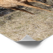 Bob Langrish | Vier Bashkir Curly Pferde laufen Poster (Ecke)