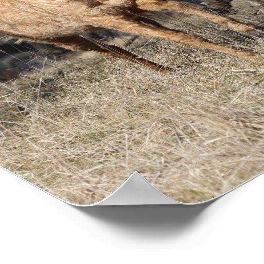 Bob Langrish | Vier Bashkir Curly Pferde laufen Poster (Ecke)