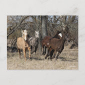 Bob Langrish | Vier Bashkir Curly Pferde laufen Postkarte (Vorderseite)