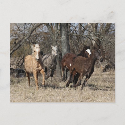 Bob Langrish | Vier Bashkir Curly Pferde laufen Postkarte (Vorderseite)