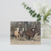 Bob Langrish | Vier Bashkir Curly Pferde laufen Postkarte (Stehend Vorderseite)