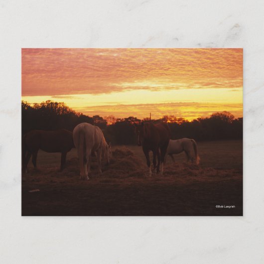 Bob Langrish | Vier Pferde grasen bei Sonnenunterg Postkarte (Vorderseite)