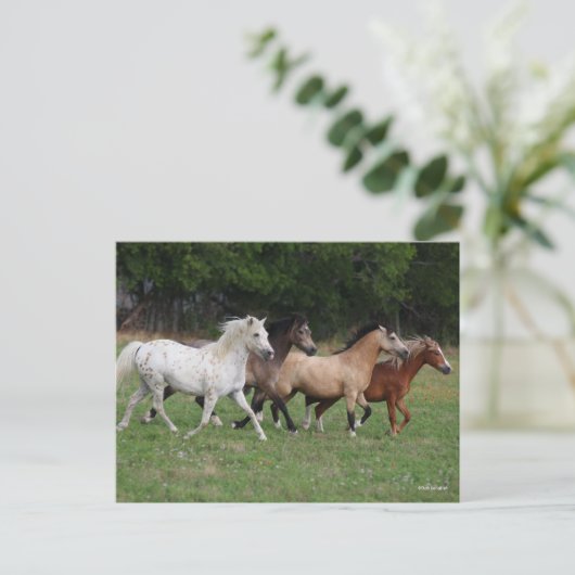 Bob Langrish | Vier Ponys, die zusammenlaufen Postkarte (Stehend Vorderseite)