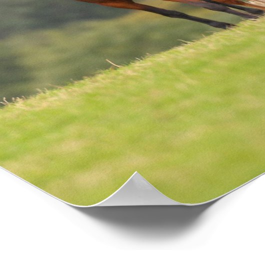 Bob Langrish | Vier walisische Ponys Stehend zusam Poster (Ecke)