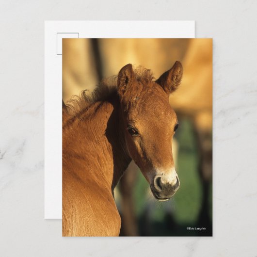 Bob Langrish | Viertelfinale Postkarte (Vorne/Hinten)