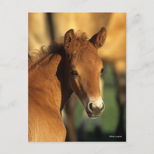 Bob Langrish | Viertelfinale Postkarte (Vorderseite)