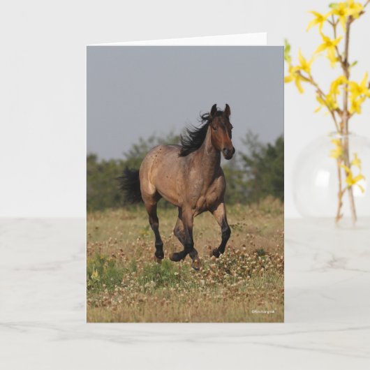 Bob Langrish | Viertelpferd in Blume Karte (Gelbe Blume)