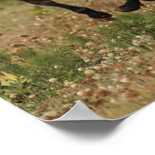 Bob Langrish | Viertelpferd in Blume Poster (Ecke)