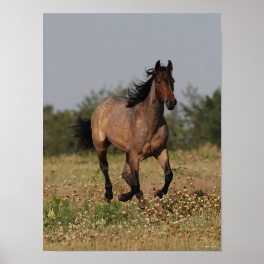 Bob Langrish | Viertelpferd in Blume Poster (Vorne)