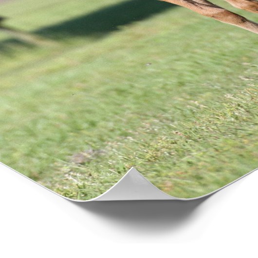 Bob Langrish | Viertelstiere Poster (Ecke)