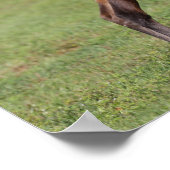 Bob Langrish | Viertelter Stehender Leg Poster (Ecke)