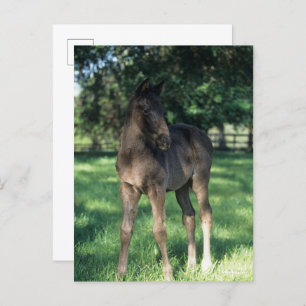 Bob Langrish   Vollblütenfohlen Stehend im Feld Postkarte