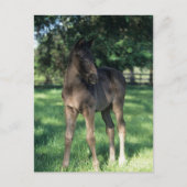 Bob Langrish | Vollblütenfohlen Stehend im Feld Postkarte (Vorderseite)