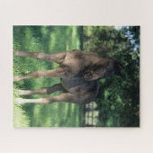 Bob Langrish | Vollblütenfohlen Stehend im Feld Puzzle (Horizontal)