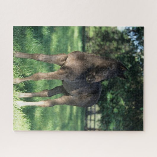 Bob Langrish | Vollblütenfohlen Stehend im Feld Puzzle (Horizontal)