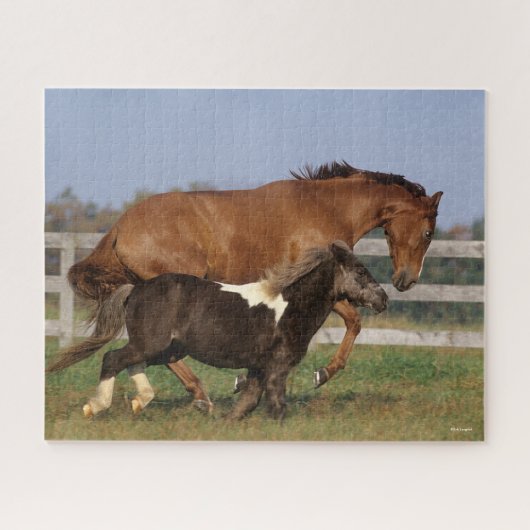 Bob Langrish | Vollblüter und Shetland Pony Puzzle (Horizontal)