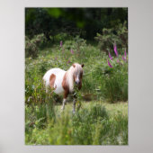 Bob Langrish | Von Blume Stehendes Shetland Pony Poster (Vorne)