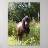 Bob Langrish | Von Blume Stehendes Shetland Pony Poster (Vorne)