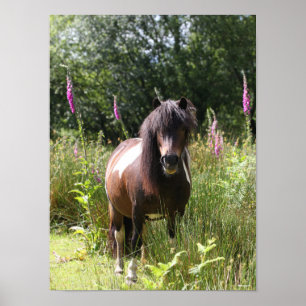 Bob Langrish   Von Blume Stehendes Shetland Pony Poster