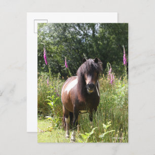 Bob Langrish   Von Blume Stehendes Shetland Pony Postkarte