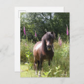 Bob Langrish | Von Blume Stehendes Shetland Pony Postkarte (Vorne/Hinten)