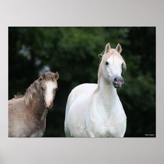 Bob Langrish | Walisische Pony Mare und Foal Poster (Vorne)