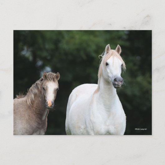 Bob Langrish | Walisische Pony Mare und Foal Postkarte (Vorderseite)