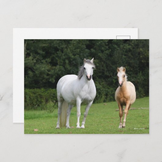 Bob Langrish | Walisische Pony Mare und Foal Postkarte (Vorne/Hinten)