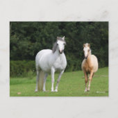 Bob Langrish | Walisische Pony Mare und Foal Postkarte (Vorderseite)