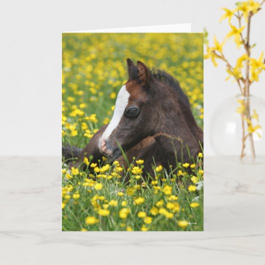Bob Langrish | Walisischer Pony Foying im Gras Karte (Gelbe Blume)