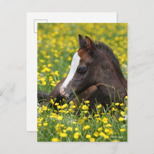 Bob Langrish | Walisischer Pony Foying im Gras Postkarte (Vorne/Hinten)
