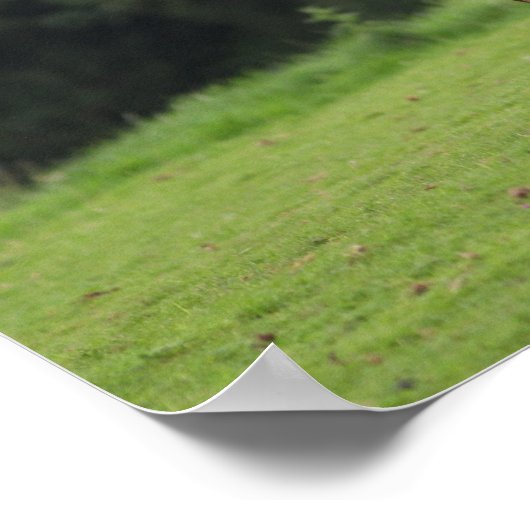 Bob Langrish | Walisischer Pony Mare Stehend mit S Poster (Ecke)