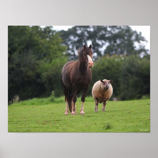 Bob Langrish | Walisischer Pony Mare Stehend mit S Poster (Vorne)