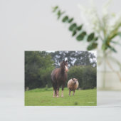 Bob Langrish | Walisischer Pony Mare Stehend mit S Postkarte (Stehend Vorderseite)