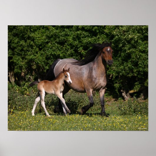 Bob Langrish | Walisischer Pony Mare und Foal Runn Poster (Vorne)