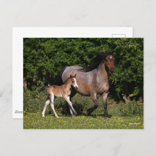 Bob Langrish   Walisischer Pony Mare und Foal Runn Postkarte