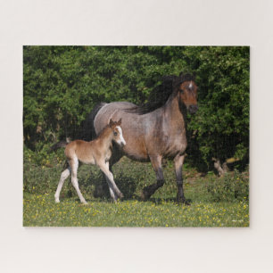 Bob Langrish   Walisischer Pony Mare und Foal Runn Puzzle
