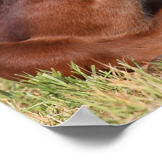 Bob Langrish | Warmblut, das im Gras liegt Poster (Ecke)