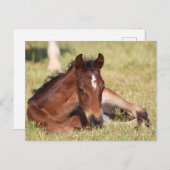 Bob Langrish | Warmblut, das im Gras liegt Postkarte (Vorne/Hinten)
