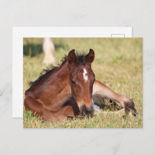 Bob Langrish | Warmblut, das im Gras liegt Postkarte (Vorne/Hinten)