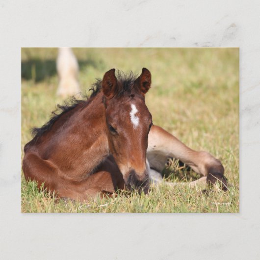 Bob Langrish | Warmblut, das im Gras liegt Postkarte (Vorderseite)