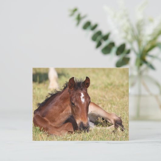 Bob Langrish | Warmblut, das im Gras liegt Postkarte (Stehend Vorderseite)