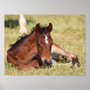 Bob Langrish   Warmblut im Gras liegen Poster