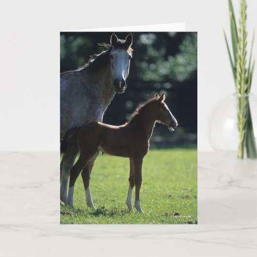 Bob Langrish | Warmblut Mare and Foal Backlit Karte (Vorderseite)