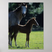 Bob Langrish | Warmblut Mare and Foal Backlit Poster (Vorne)