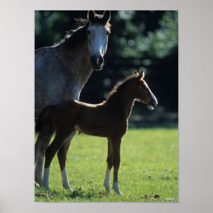 Bob Langrish   Warmblut Mare and Foal Backlit Poster