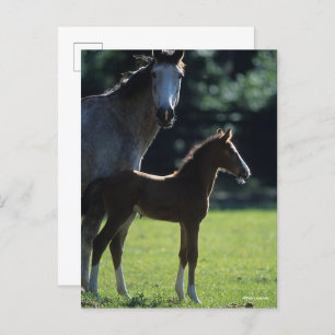 Bob Langrish   Warmblut Mare and Foal Backlit Postkarte