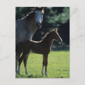 Bob Langrish | Warmblut Mare and Foal Backlit Postkarte (Vorderseite)